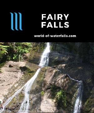 Fairy Falls is a series of waterfalls (the largest being 15m) accessed on an upside-down hike with Kauri Trees taking us 90 minutes near Auckland, New Zealand.