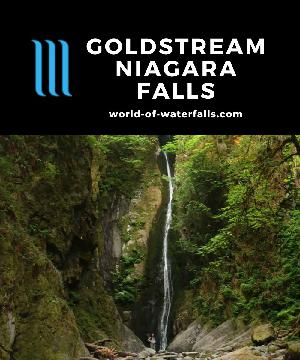 'Goldstream Niagara Falls' is a 47.5m waterfall on Niagara Creek hidden in an easy-to-miss drainage opposite a tunnel beneath a road bridge from the main trail.
