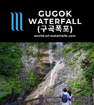 Gugok Falls (구곡폭포; Gugok Pokpo) is a 50m twisting waterfall reached by an easy well-developed walk in forested settings in the Gangchon area of Chuncheon.