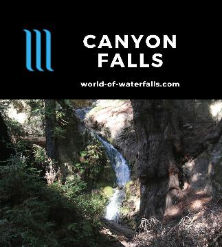 Canyon Falls is a 30ft waterfall on McWay Creek often overshadowed by the famous McWay Falls in Julia Pfeiffer Burns SP, but the oversight is its appeal.