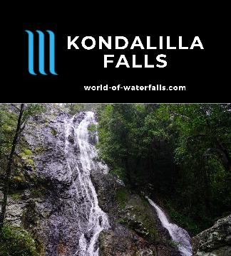 Kondalilla Falls is perhaps the most impressive waterfall in the Sunshine Coast Hinterland where Skene Creep drops a reported 80-90m in the Blackall Range.