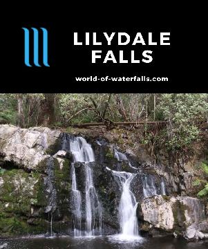 Lilydale Falls is a pair of 5-10m waterfalls on the Second River in a family-friendly reserve near Launceston with picnic amenities and short 1km return walk.