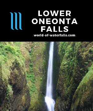 Lower Oneonta Falls is a 100ft waterfall in a narrow slot of the Oneonta Gorge (in the Columbia River Gorge) requiring a log jam traverse and a stream scramble.
