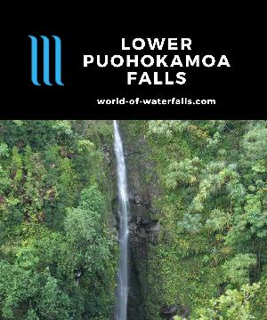 Many people drive past Lower Puohokamoa Falls not knowing they've just missed a 200ft waterfall since it lacks signs and other identifying infrastructure.
