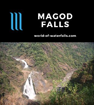 Magod Falls is a 200m waterfall on the Bedti River that we saw from a lookout deep in the forests of Karnataka State in India's Western Ghats near Yellapur.