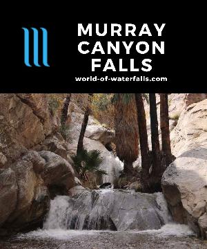 Murray Canyon Falls (or Seven Falls) consists of 20ft or less waterfalls on a 4-mile trail in a desert oasis flanked by California Fan Palms near Palm Springs.