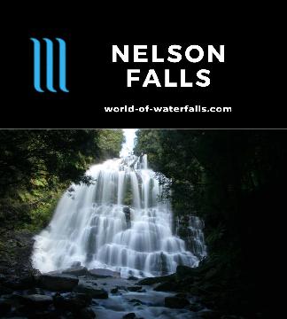 Nelson Falls is a 30m waterfall shaped like an inverted wine glass in high flow reached by a 700m rainforest walk near the edge of the Tasmanian Wilderness.