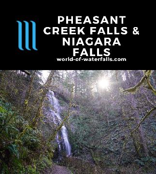 Pheasant Creek Falls and Niagara Falls were a surprise waterfall pairing within a fairly remote part of the Siuslaw National Forest near the Oregon Coast.