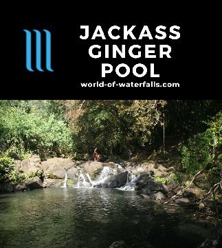 The Jackass Ginger Pool is really more of a swimming hole than a waterfall attraction found by following the stream after deviating from the Judd Trail.