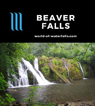 Beaver Falls is a 25ft tall 70ft wide waterfall hiding under Route 113 draining Beaver Lake on the Olympic Peninsula near Forks in Clallam County, Washington.