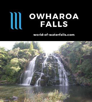 Owharoa Falls (Waikino) is an easy-to-visit 10-15m waterfall where we saw a handful of Maori locals doing cliff jumps. It's situated near Paeroa, New Zealand.