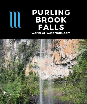 Purling Brook Falls is a 100m plunge waterfall on Little Nerang Creek accessed by a 4km circuit track passing by Tanninaba Falls into an ancient rainforest.
