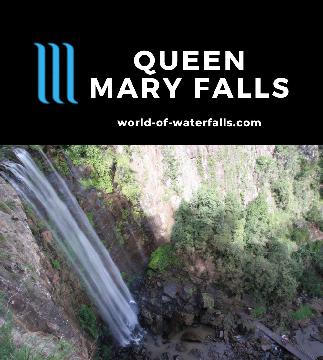 Queen Mary Falls is a 40m waterfall on Spring Creek in the Main Range National Park near Killarney experienced by a lookout or 2km circuit into the rainforest.