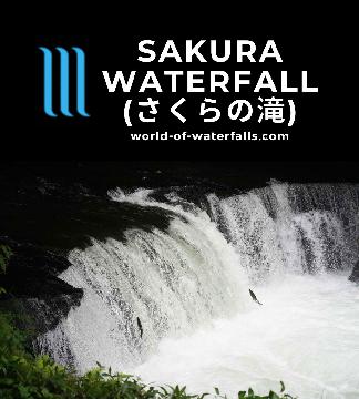 Sakura Waterfall (さくらの滝; Sakura Falls) was a small but very interesting 3.7m high waterfall on the Shari River, where we witnessed our first salmon run.