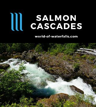 The Salmon Cascades is a short nearly-roadside stop to see Coho salmon (and steelhead trout) jump their way past this obstacle in Olympic National Park.