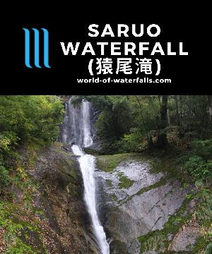 Saruo Waterfall (猿尾滝; Saruo Falls or Saruodaki Falls) is a 2-tiered 60m waterfall getting its name for resembling a monkey's tail in Muraoka, Hyogo, Japan.