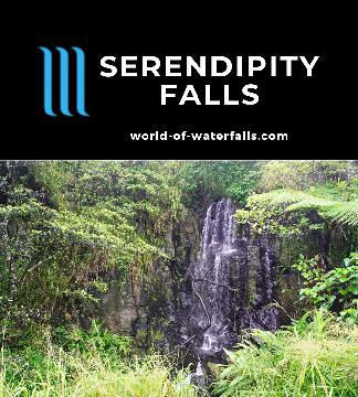 Serendipity Falls is diminutive and ephemeral, worthy of being a pullover distraction, especially if caught behind slow vehicles on the Palmerston Highway.