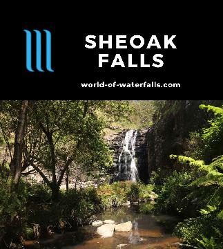 Sheoak Falls is a 15m waterfall on a short 1.3km return walking track next to the Great Ocean Road near the town of Lorne in the Great Otway National Park.