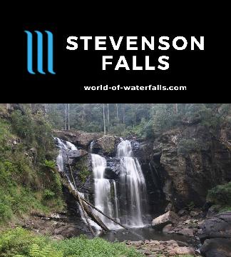 Stevenson Falls is a 15m waterfall on the Gellibrand River accessed on a short 500m return walk in the Colac Otway Shire near Beech Forest and Apollo Bay.
