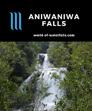 The Aniwaniwa Falls ('Rainbow Falls' in Maori) consist of 3 waterfalls (Bridal Veil Falls, Momahaki Falls, and Te-tangi-o-Hinerau) in Te Urewera National Park.