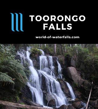 Toorongo Falls is a 30m waterfall on the Little Toorongo River accessed on a rainforest loop walk that also encompassed the smaller Amphitheatre Falls.