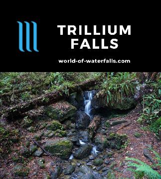 Trillium Falls was a small 12-15ft waterfall whose claim to fame was really its trail that meandered amongst large coastal redwood trees from Elk Meadow.