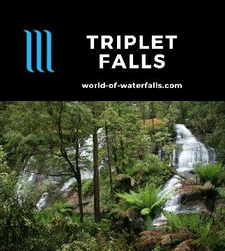 Triplet Falls is a 3-segment waterfall on Young Creek accessed on a lush 2km loop walk in the heart of the Otways Rainforest near the Otway Fly Tree-top Walk.