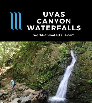 Uvas Canyon Waterfalls are at least 6 waterfalls on Swanson Creek all accessed on a 2.25-mile lollipop loop hike in Uvas Canyon County Parkpage in Morgan Hill.