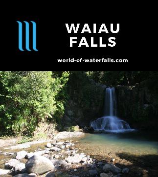 Waiau Falls is an easy 5-10m roadside waterfall with a welcoming plunge pool perfect for a dip near the beautiful Coromandel town of Whitianga, New Zealand.