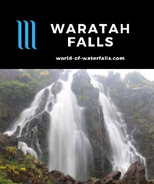 Waratah Falls is the feature waterfall in the town of Waratah (formerly Mt Bischoff) with a history of industrial use reached by an overlook or a short walk.