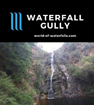 Waterfall Gully has a series of resilient waterfalls (the tallest being 25-30m) on First Creek beneath the summit of Mt Lofty within the Adelaide city limits.