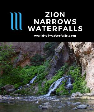 The Zion Narrows Waterfalls are found in the famous Zion Narrows, which act both as obstacles and landmarks. You can see them by hiking in the Virgin River.